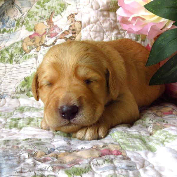 Toffee